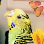 Lillian Linder - @gardenlgal - Instagram