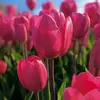 Lillian🌷 - @lillianliramasis - TikTok