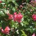 Lillian Margolies - Facebook