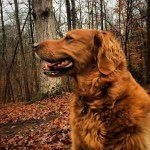 Lillian McDowell - @lilly_the_golden_ - Instagram