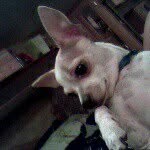 lillian noel sodam - @puppysuzierufis - Instagram