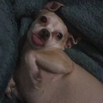 Lillian North - @fabulous_pupper_forever - Instagram