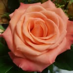 Lillian Ostermann - Facebook
