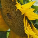 Katherine Lillian Oxley-Goodin - @katoxley - Instagram