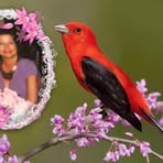Lillian Conte Parisi - Facebook
