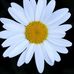 Lillian Parks - Facebook