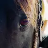 user772314 - @lillianpearce - TikTok
