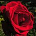 Lilian Roach - Facebook