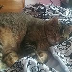 lillian shields - @cat_shields22 - Instagram