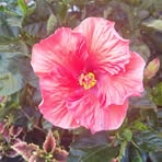 Lillian Snyder - Facebook