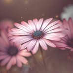 Lillian Stein - Facebook