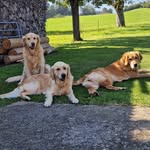 Lilian Steiner-Ryser - @soft_snout_of_aeschlen - Instagram