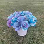Lillian Stevens - @bhsbouquet - Instagram