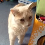 Liliana E. Swanson - @liswa27 - Instagram