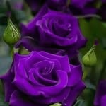 Lillian C Trask-Tolbert - @purplenlove - Instagram