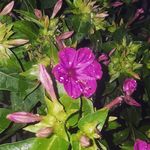 Lillian Tran Lam - @lntran101 - Instagram