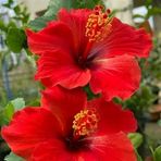 Lilian Trejo - Facebook
