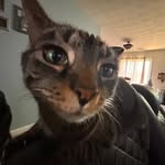 Lillian Vaughn - @tiger.lill3 - Instagram