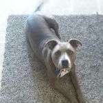 lillian wright - @bella_the_bluenose_pit_ - Instagram