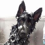 Lillie Abbott - @ezekiel_i_bost_it_day_i_gsd - Instagram