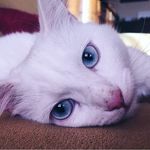 Lilly Bacon🐇 - @yogurt_lillybacon - Instagram
