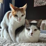 👑 Lillie and Bailey👑 - @thechughcats - Instagram