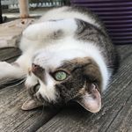 Lillie Bean - @mslilliebean - Instagram