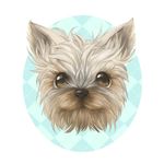 Lillie Bean - @lillie.bean.yorkie - Instagram