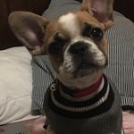Lillie Bean - @lillie_bean_aka_fancypants - Instagram