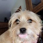 Lillie Bean Todd - @lillie.the.chorkie - Instagram