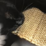 Lillie Boo - @_.lillieboothecat._ - Instagram