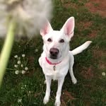Lilly Gregory - @lilly_doggie_ - Instagram