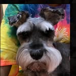 haley the mini schnauzer & lillie the shih-tzu - @haleythemini_lillietheshihtzu - Instagram