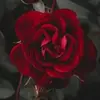Lillie Hamm - @just.lillie.1214 - TikTok