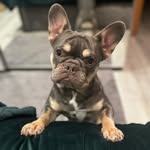 Lilly Joyce - @lilly_thecrazyfrenchie - Instagram