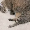 lillieoglesby2018 - @nacorinthedino - TikTok