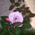 Lilly Roy - @lilly.roy.5030 - Instagram