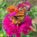 Lillian Shepard - Facebook