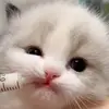 Lillie Wallace829 - @lilliewallace8 - TikTok