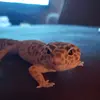 Lilly🦎🦂🐈 - @lilly.anne18 - TikTok