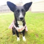 Lilly, Archer & Honey🐶🐾 - @bonnettcorgipups - Instagram