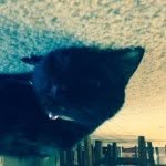 Lilly Kat Archer - @instakat2000 - Instagram