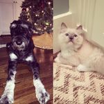 Lilly & Arnold - @a_tail_of_two_fur_buddies - Instagram