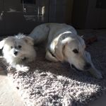 𝓛𝓲𝓵𝓵𝔂 & 𝓑𝓪𝓲𝓵𝓮𝔂 🐶 - @yvngthai - Instagram