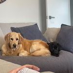 Lilly & Bailey - @lillythegoldie_baileythelab - Instagram