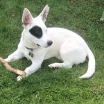 Lilly Barnett - @bullcorg_lilly - Instagram