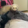 Lilly Beard - @lilly.beard74 - TikTok