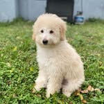 Lilly🐶 - @lillybear.doodle - Instagram