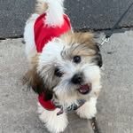 Lilly Teddy Bear Garver - @lilly_beardog - Instagram