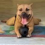 Lilly - @lilly_best_dog_ - Instagram